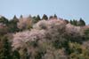 山桜002